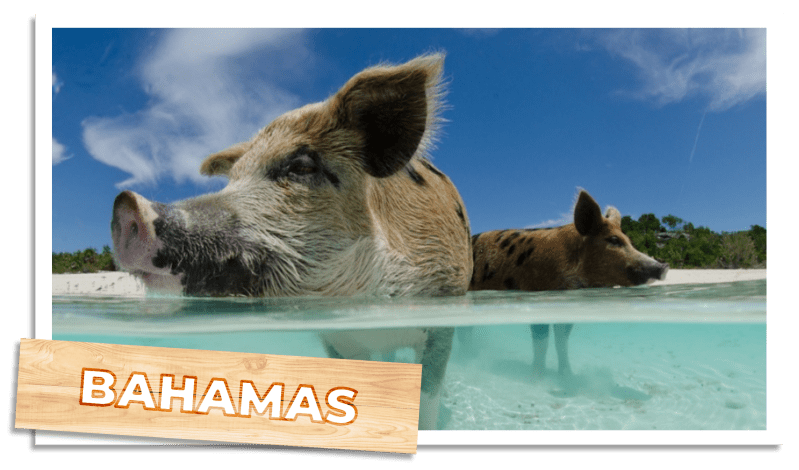 a screen shot of a dog